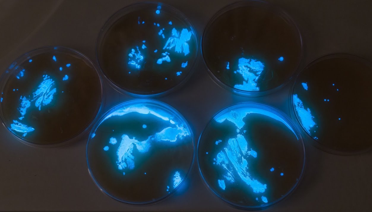 Bệnh phát sáng trên tôm - Tôm phát sáng do vi khuẩn Vibrio