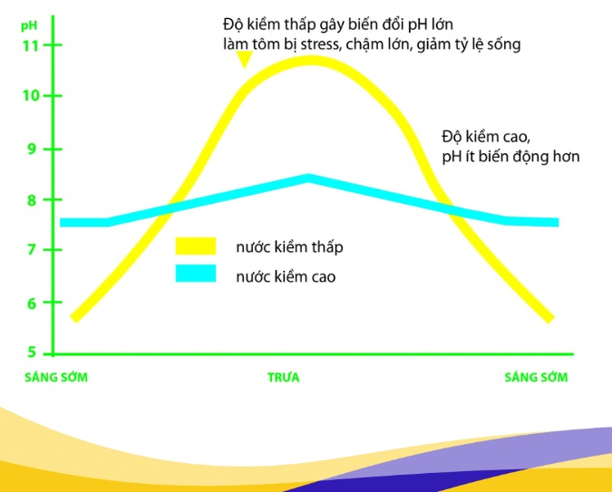 Độ kiềm thấp gây biến đổi pH lớn