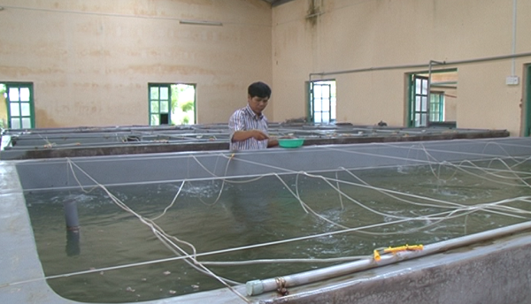 Test Sera Ninh Thuận và nghề nuôi tôm giống